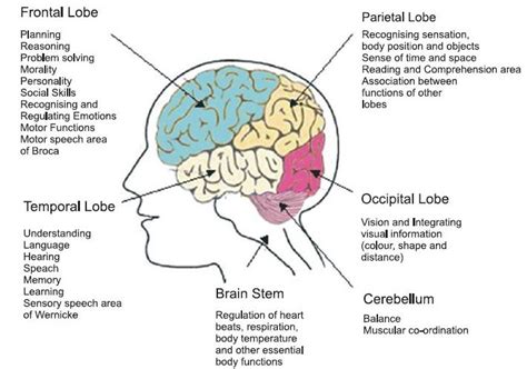 frontal lobe function - Google Search | Brain structure, Brain parts and functions, Frontal lobe ...