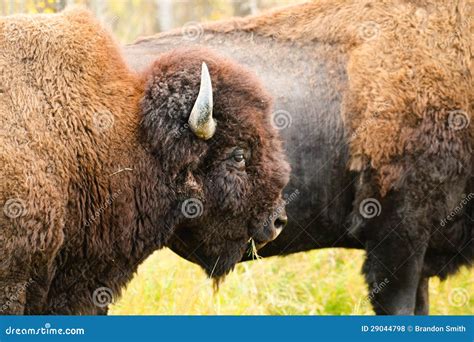 Wood Bison Royalty Free Stock Photos - Image: 29044798