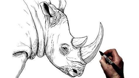 How To Draw A Rhino | Step By Step - YouTube