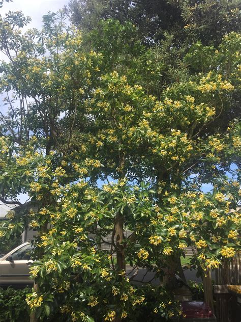 My native frangipani tree looks and smells amazing at this time of year! : r/gardening