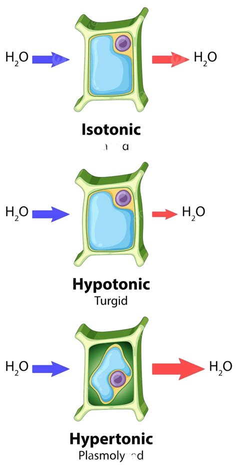 Diagram Showing Plant Cell Osmosis Concept Biology Image Osmosis Vector, Biology, Image, Osmosis ...