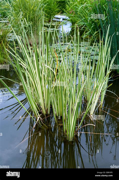 sweetflag, sweet sedge (Acorus calamus 'Variegata', Acorus calamus Variegata), cultivar ...