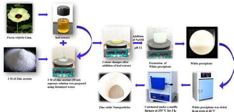 Schematic diagram shows the synthesis of zinc oxide nanoparticles using... | Download Scientific ...