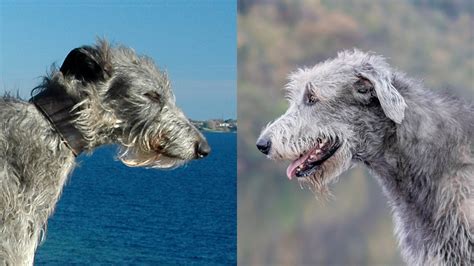 Irish Wolfhound vs. Scottish Deerhound: Can You Tell Them Apart?