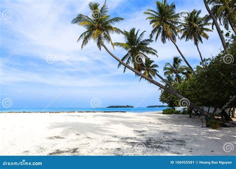 Coconut Tree at Beach in Maldives Stock Image - Image of house, happy: 106955581