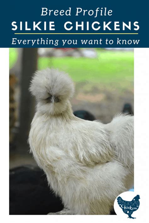 Breed Profile: Silkie Chicken