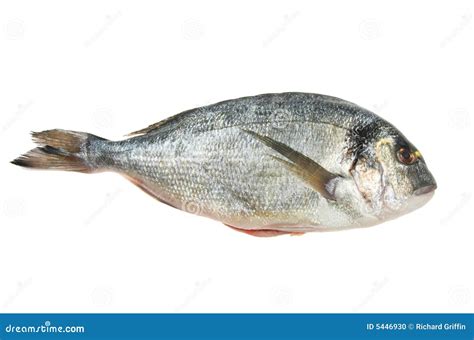 Gilt head bream stock photo. Image of tail, bream, gilt - 5446930