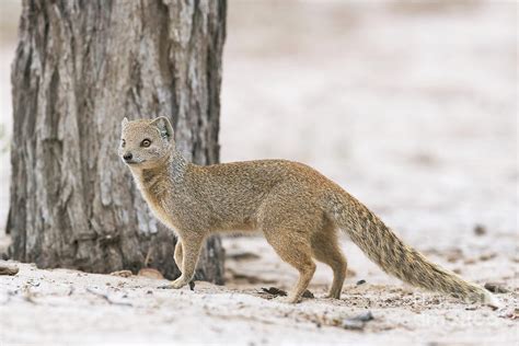 Yellow Mongoose Photograph by Dr P. Marazzi/science Photo Library | Pixels