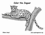 Coloring Pages Of Jaguar sketch template