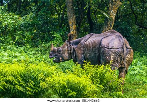 Indian Rhino Chitwan National Park Nepal Stock Photo (Edit Now) 581443663