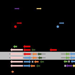 Polysaccharide biosynthesis pathways. (A) Schematic representation of ...