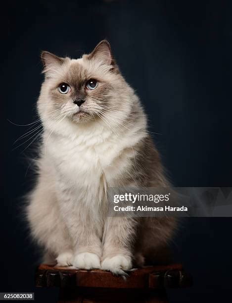 2,417 Ragdoll Cats Stock Photos, High-Res Pictures, and Images - Getty ...