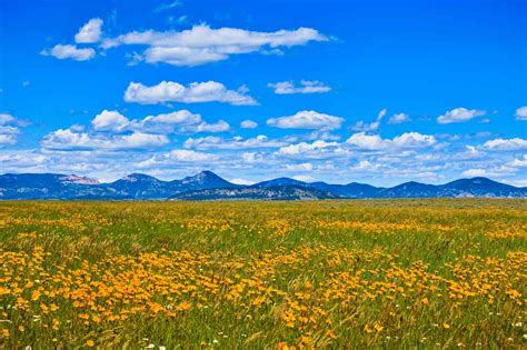 Top 10 Largest Grasslands in The World