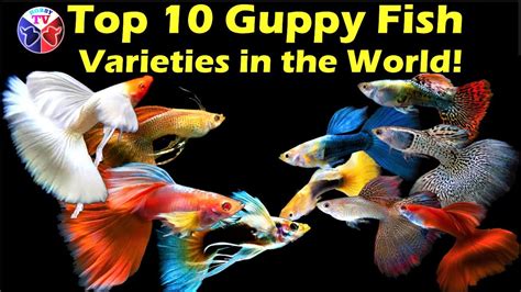 The Top 10 Guppy fish Varieties in the World - YouTube