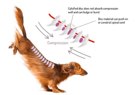 Understanding IVDD in Dogs: Causes, Symptoms & Prevention | The Dog Ramp Co.