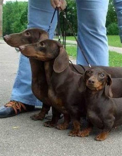 The 25+ best Standard dachshund ideas on Pinterest | Dachshund, Dachshund dog and Baby dachshund