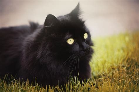 Cat Domestic Black Yellow · Free photo on Pixabay