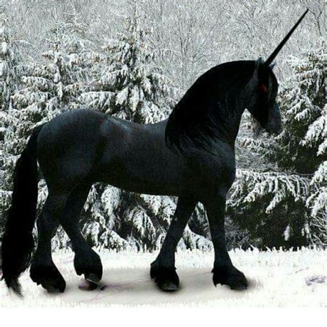 Black Unicorn Symbolism And Spiritual Meaning - Animal Hype