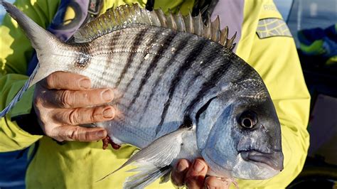 Fishing big Sargo ( or white seabream) with whole sardines - YouTube