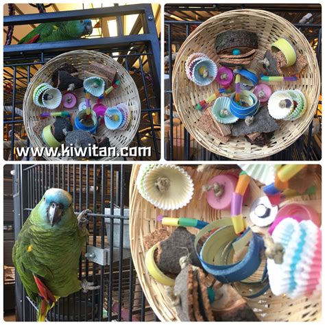 Foraging and toy basket for parrot Diy Parrot Toys, Diy Bird Toys, Diy Birds, Toy Basket, Aviary ...