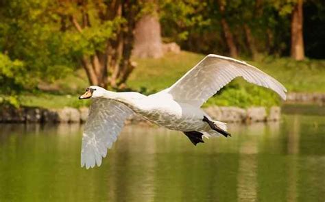 Can Swans Fly? Why & How far? +Swan Migration