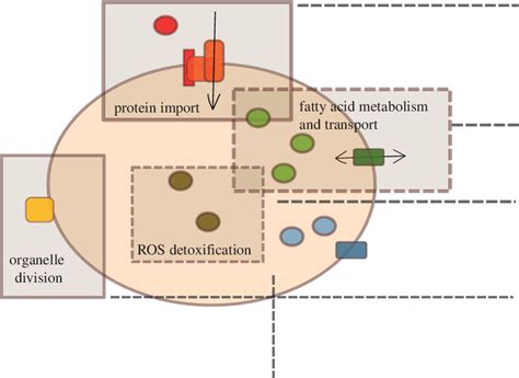 A schematic view of the peroxisome. The biogenesis and maintenance ...