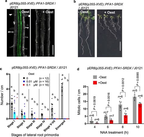 Repression of PFA1 target genes impairs the pericycle function for... | Download Scientific Diagram