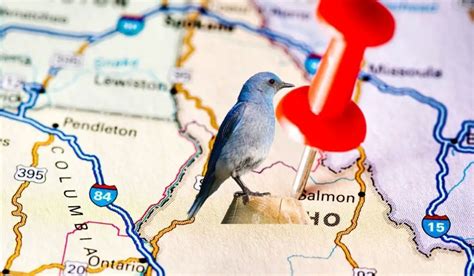 What Is Idaho's State Bird? - Birds Tracker