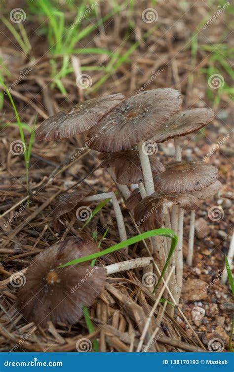 Mushrooms Grow on Old Straw Stock Image - Image of toxin, venom: 138170193