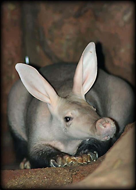 15 Animals with Big Ears (and Why They Have Them) - » BiharHelp.Com