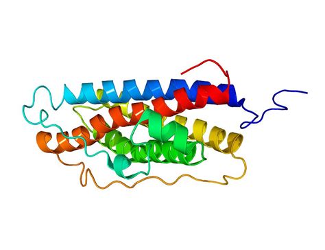 Prolactin Hormone Molecule Photograph by Laguna Design