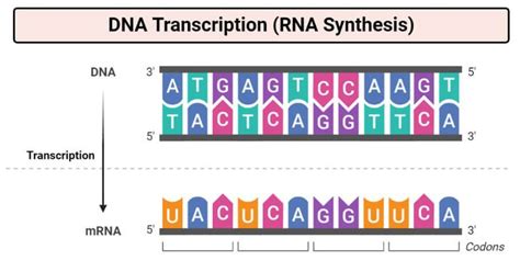 DNA Transcription (RNA Synthesis)- Article, Diagrams and Video | Dna ...