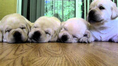 Little Lab Puppies Sleeping - YouTube