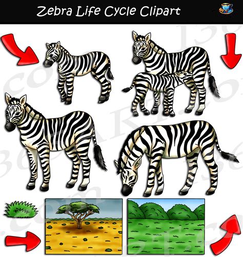 Zebra Life Cycle Stages