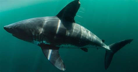 A Shark Found in the Salmon River in Idaho... Yes Idaho! - A-Z Animals