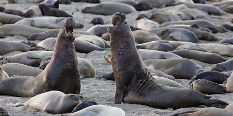 Colonies Of Elephant Seals Join Forces Amid Habitat Degradation