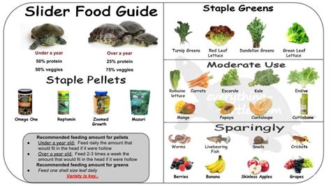 Red earred slider food guide. What can turtles eat. | Slider recipes, Tortoise food, Red eared ...