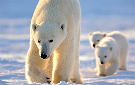 The Polar Bears of Wapusk National Park - Arctic Kingdom