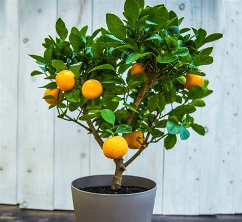 Expert Tips for Growing a Clementine Tree Indoors - Birds and Blooms