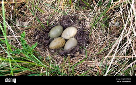 Eider duck nest lined with eider down with four eggs Stock Photo - Alamy