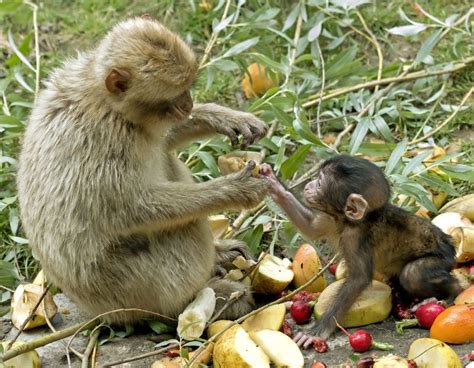 Drunken Monkeys: Does Alcoholism Have an Evolutionary Basis? | Live Science