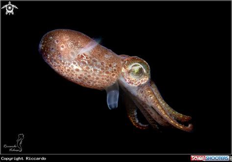 Baby Kraken | Cephalopod, Fish pet, Cuttlefish