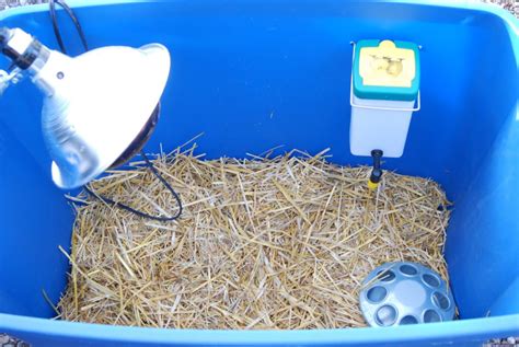 Easy DIY Chick Brooder • Longbourn Farm