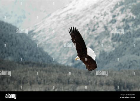 Eagle flying mountain hi-res stock photography and images - Alamy