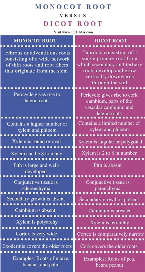 What is the Difference Between Monocot and Dicot Root - Pediaa.Com