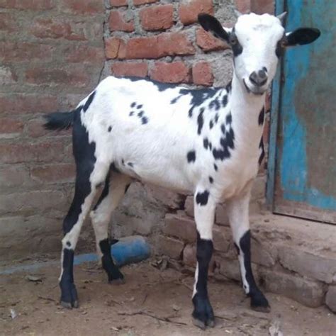 15 Kg Barbari Goat at Rs 500/kg | Barbari Goat in Gangoh | ID: 14791532891