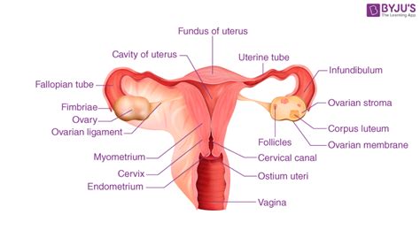 Fallopian Tube Diagram Egg