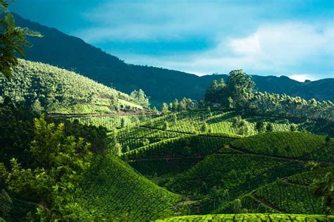 Sunrise At Tea Plantation. India, Munnar, Kerala Royalty Free Stock ...