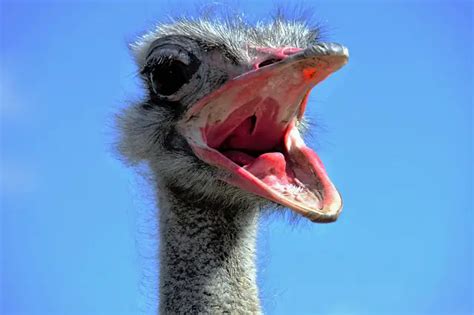 Ostrich Facts For Kids | Ostrich Diet & Habitat