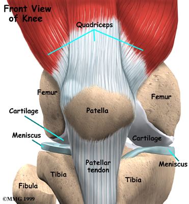 Medical Pictures Info – Popliteal Cyst